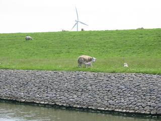 Windmühle hinterm Deich